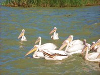 Пеликаны-Эфиопия